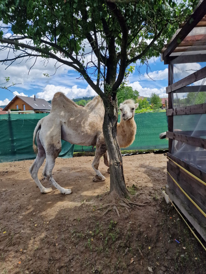 MiniZOO foto2