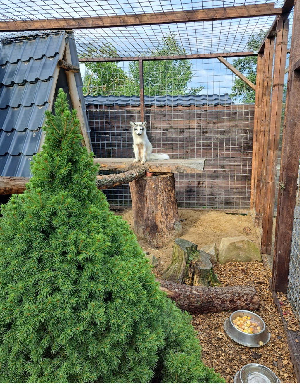 Polární liška Snížek v MiniZOO Vendryně